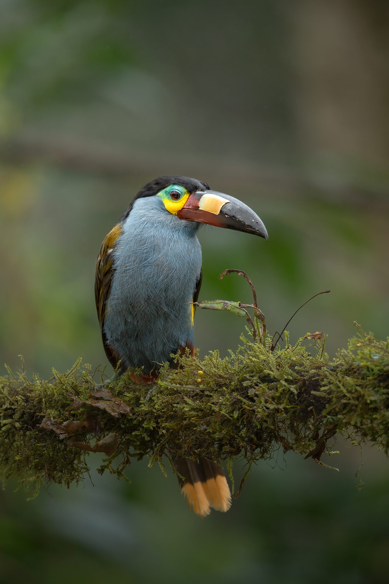 Mountain toucan
