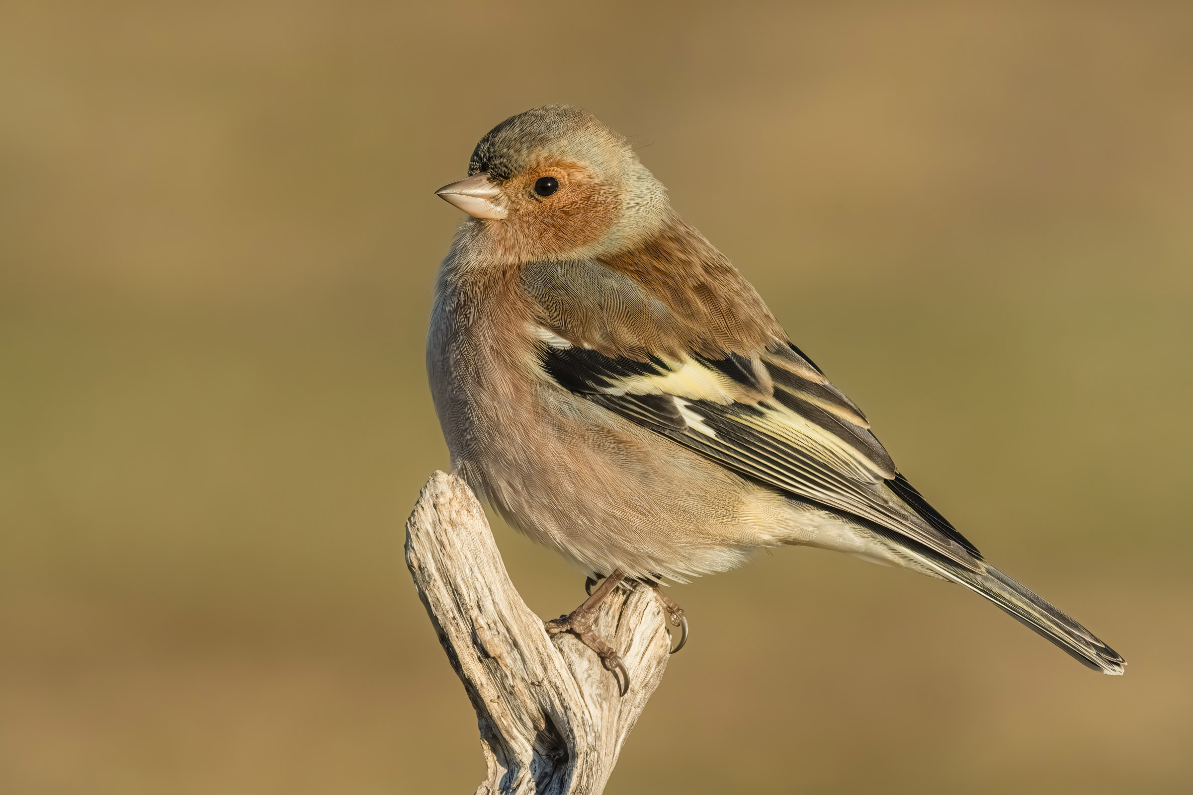 Chaffinch