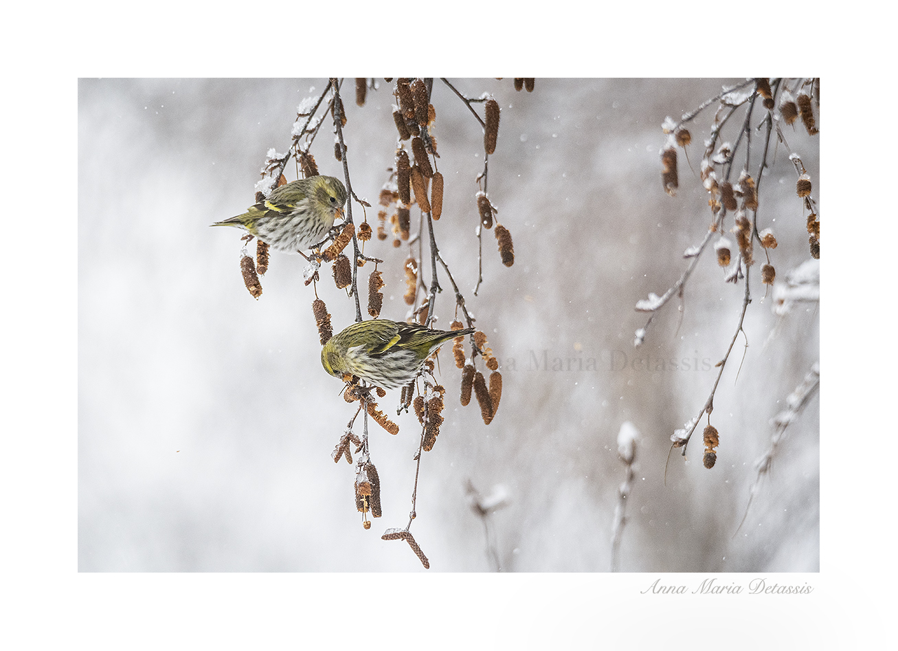 Lucherino Cardueils spinus