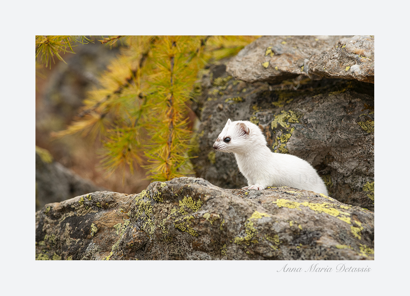Ermellino Mustela erminea