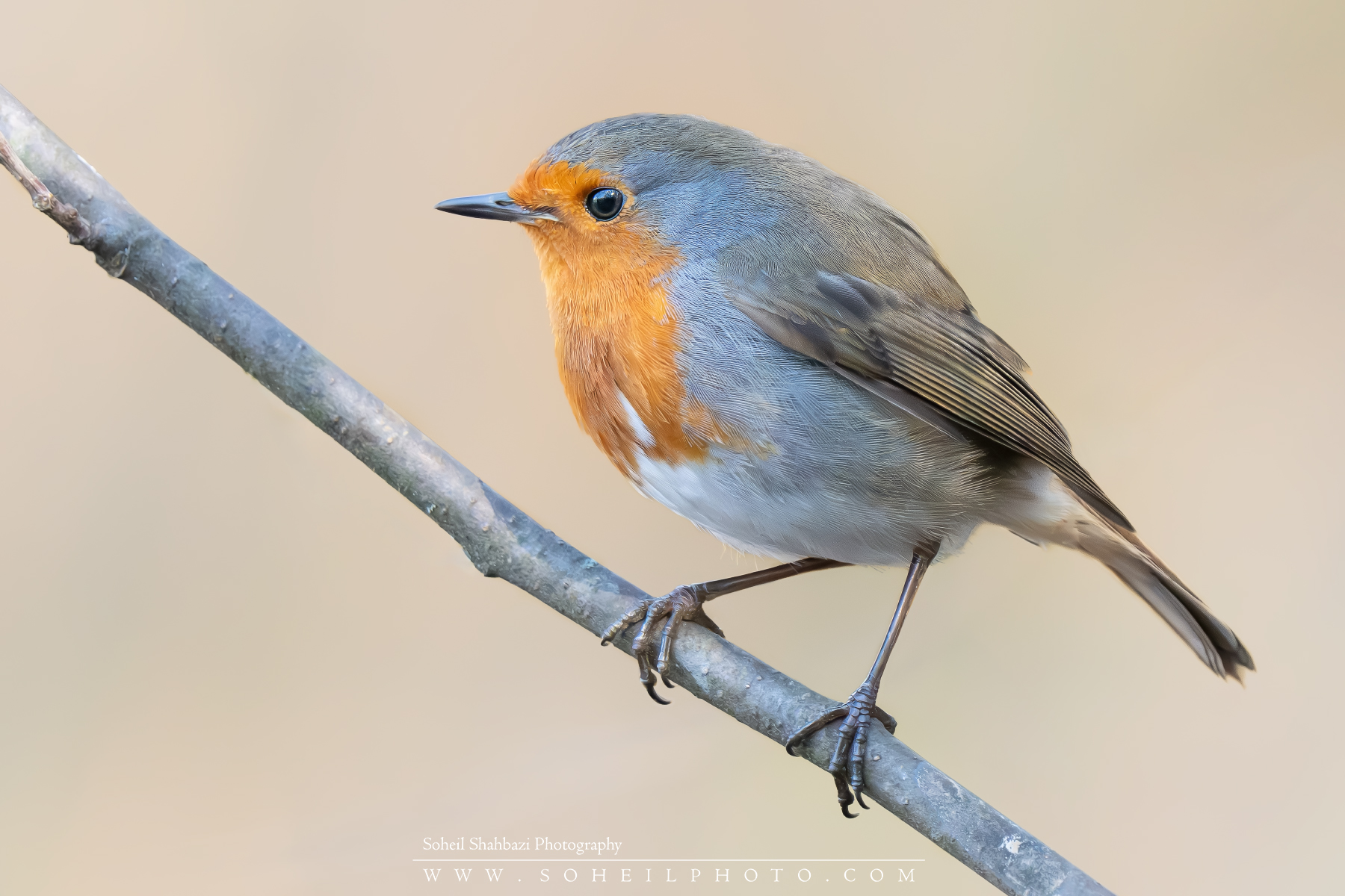 European robin