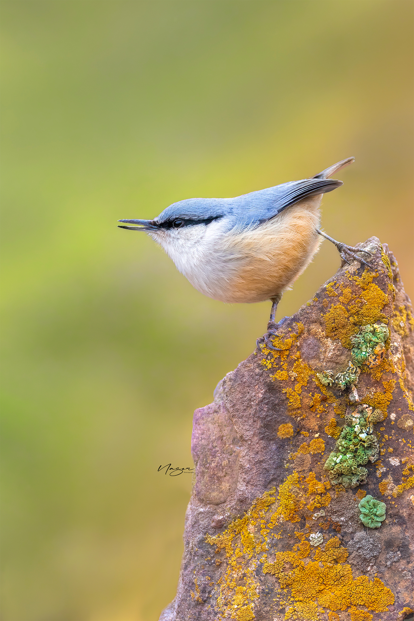 Western rock nuthatch