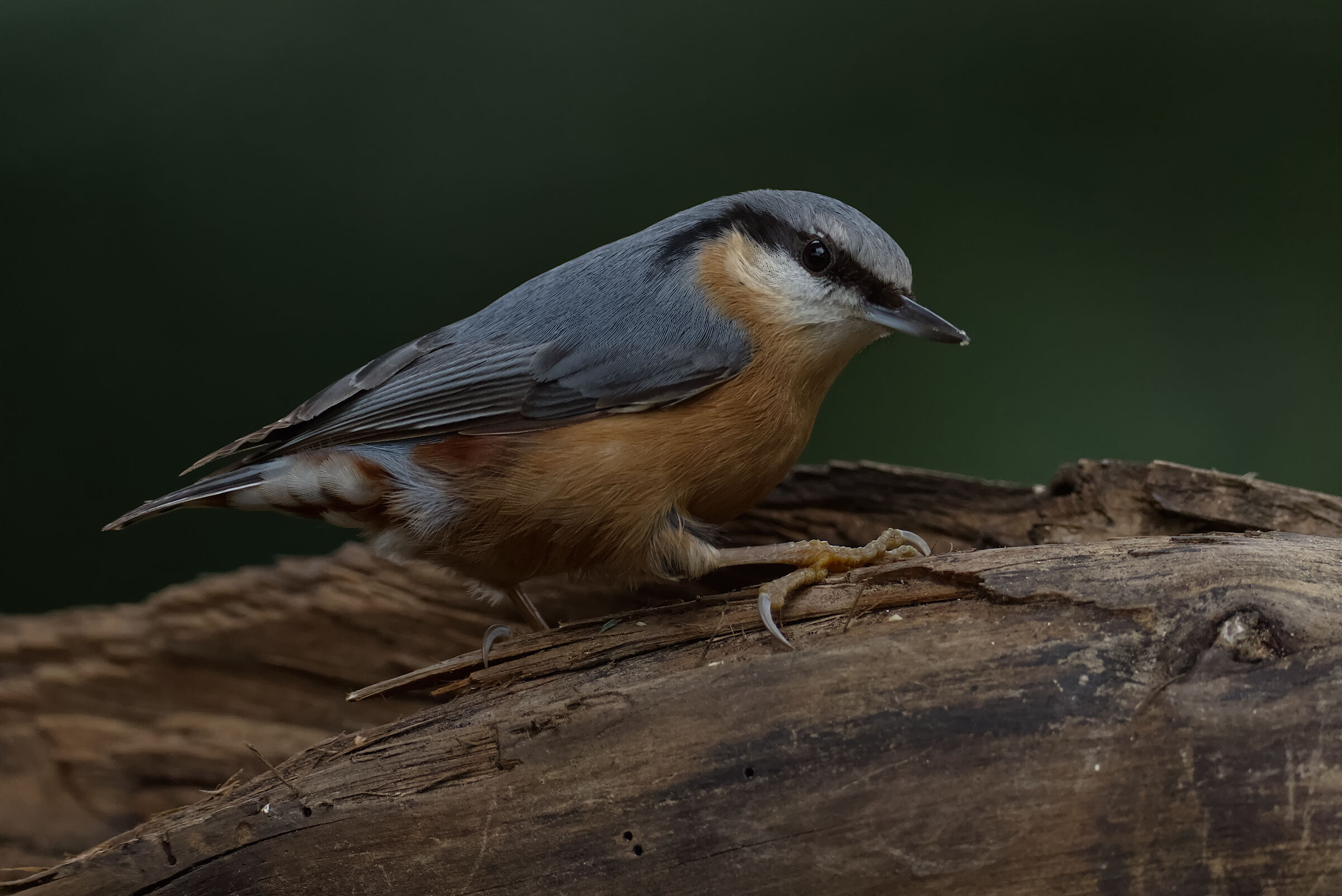 Wood nuthatch