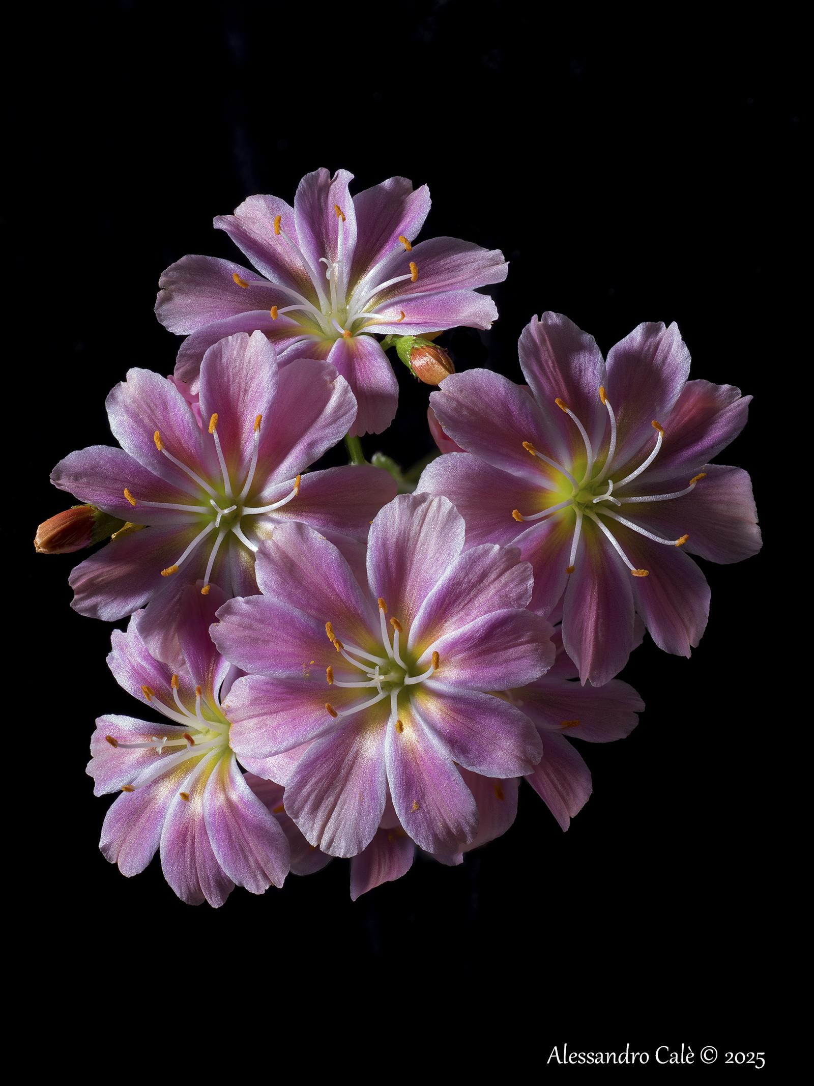 Waiting for Spring 8369_87