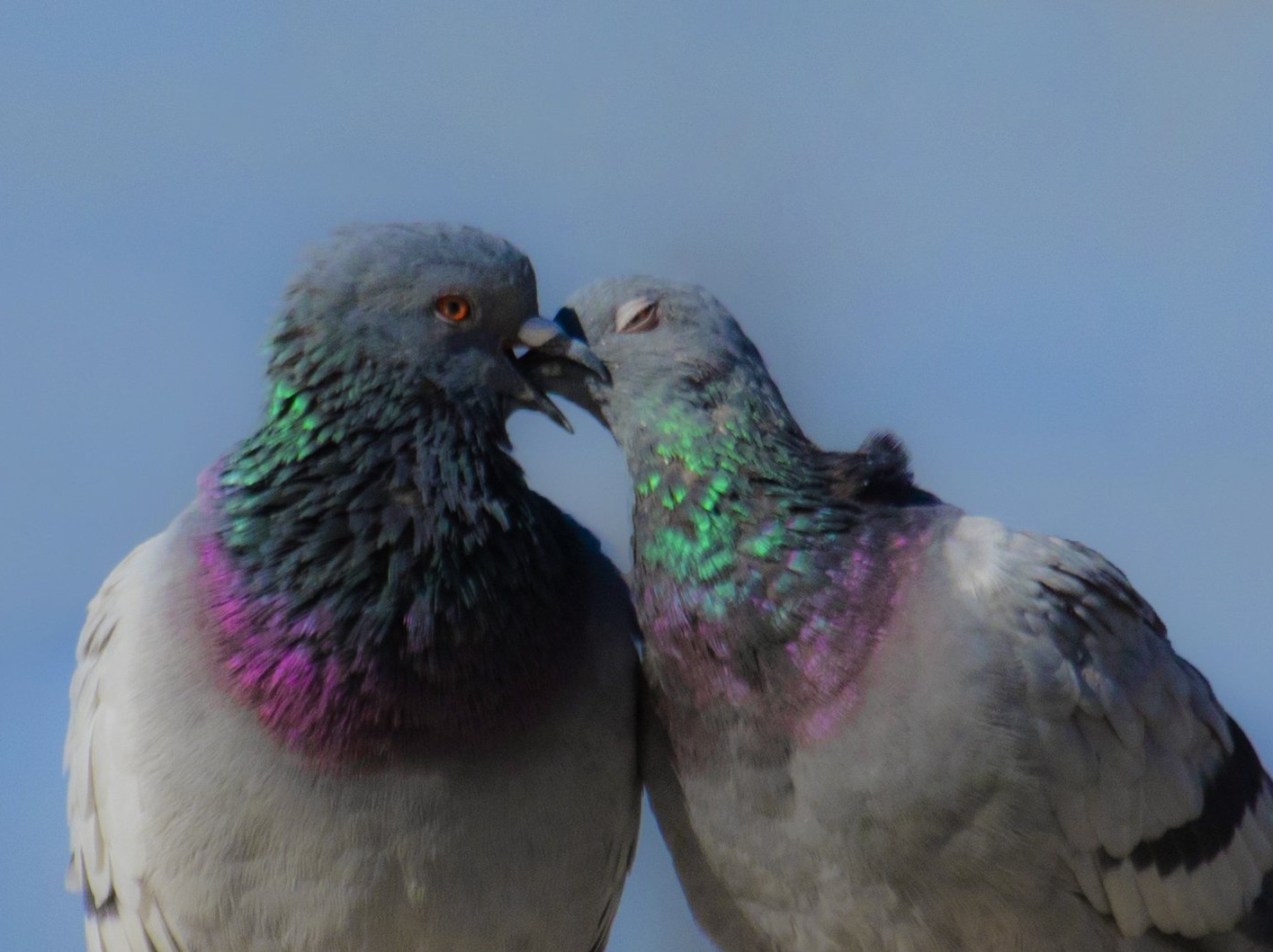 Kiss