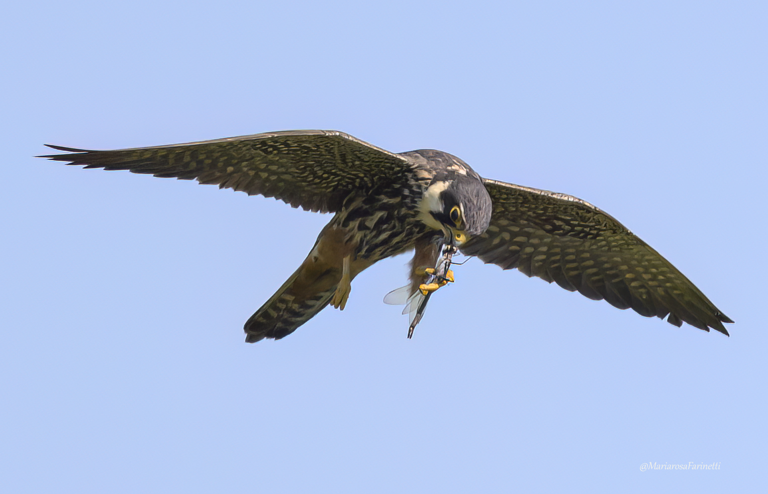 Il Lodolaio e la Libellula