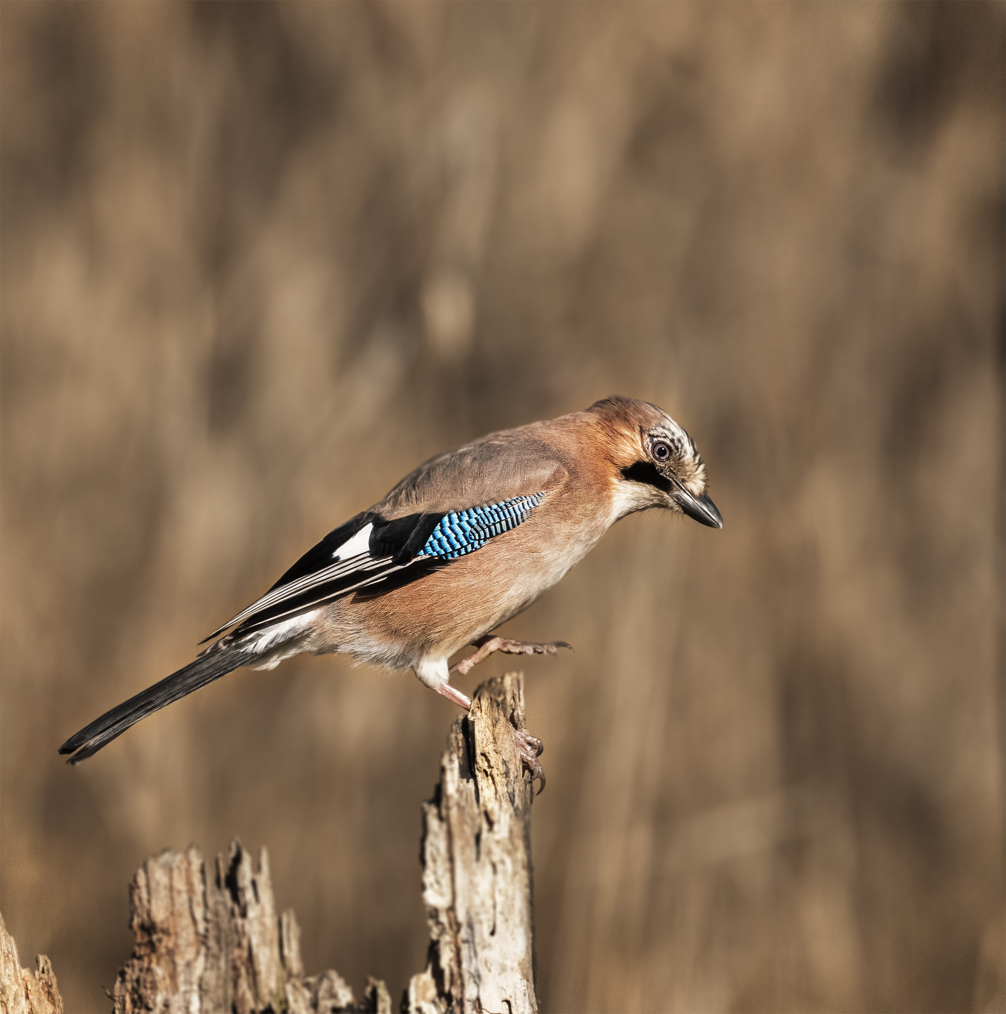 Jay