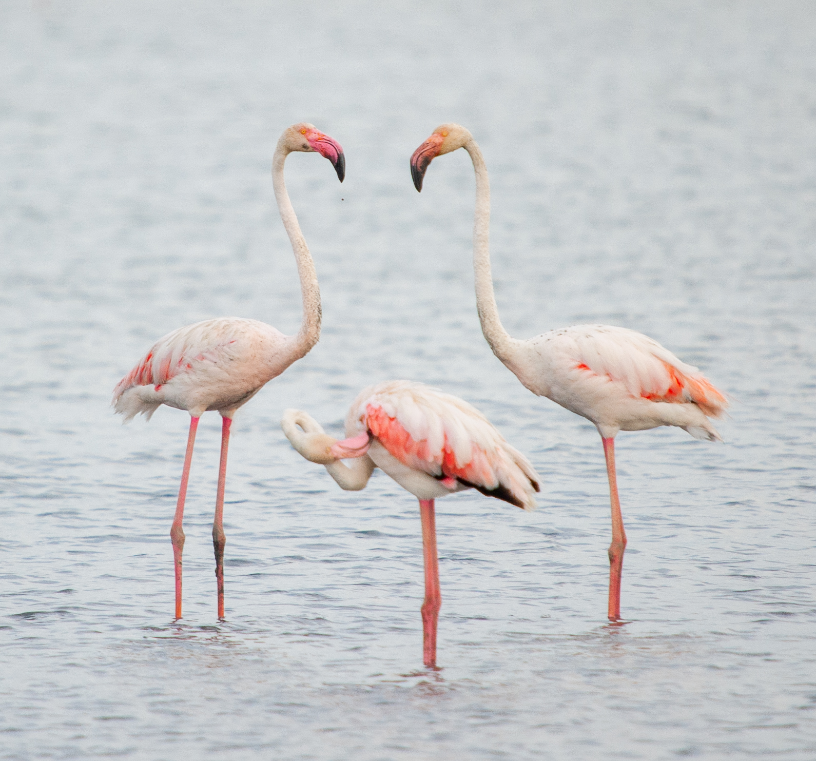 Nikon d810 lens Nikon 200 600 f5.6