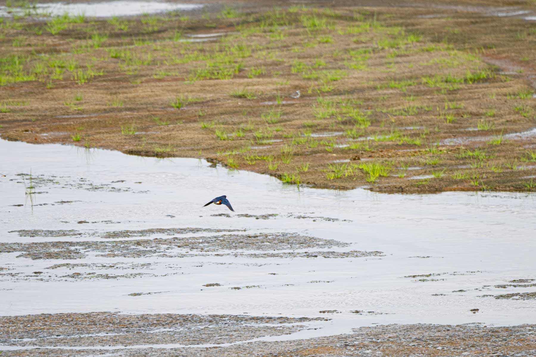 Uccello urlante in volo