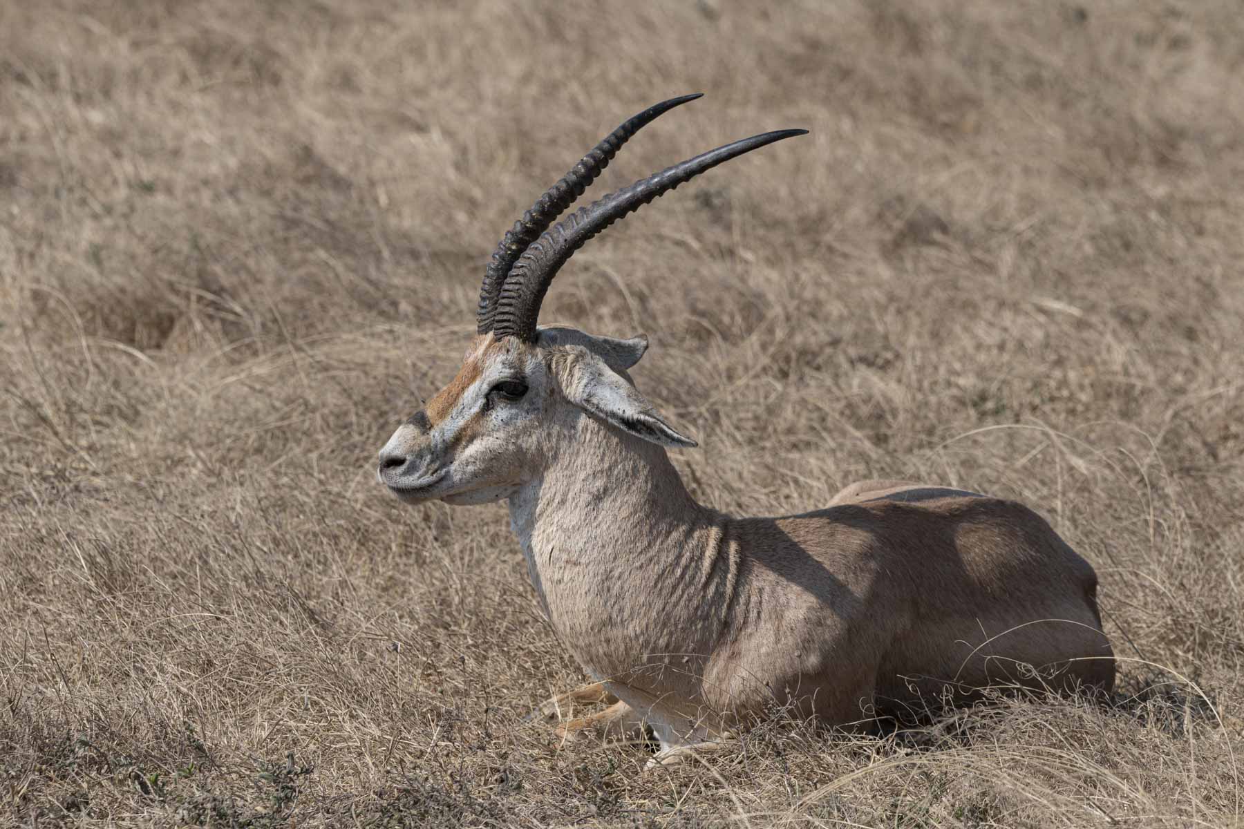 Antilope