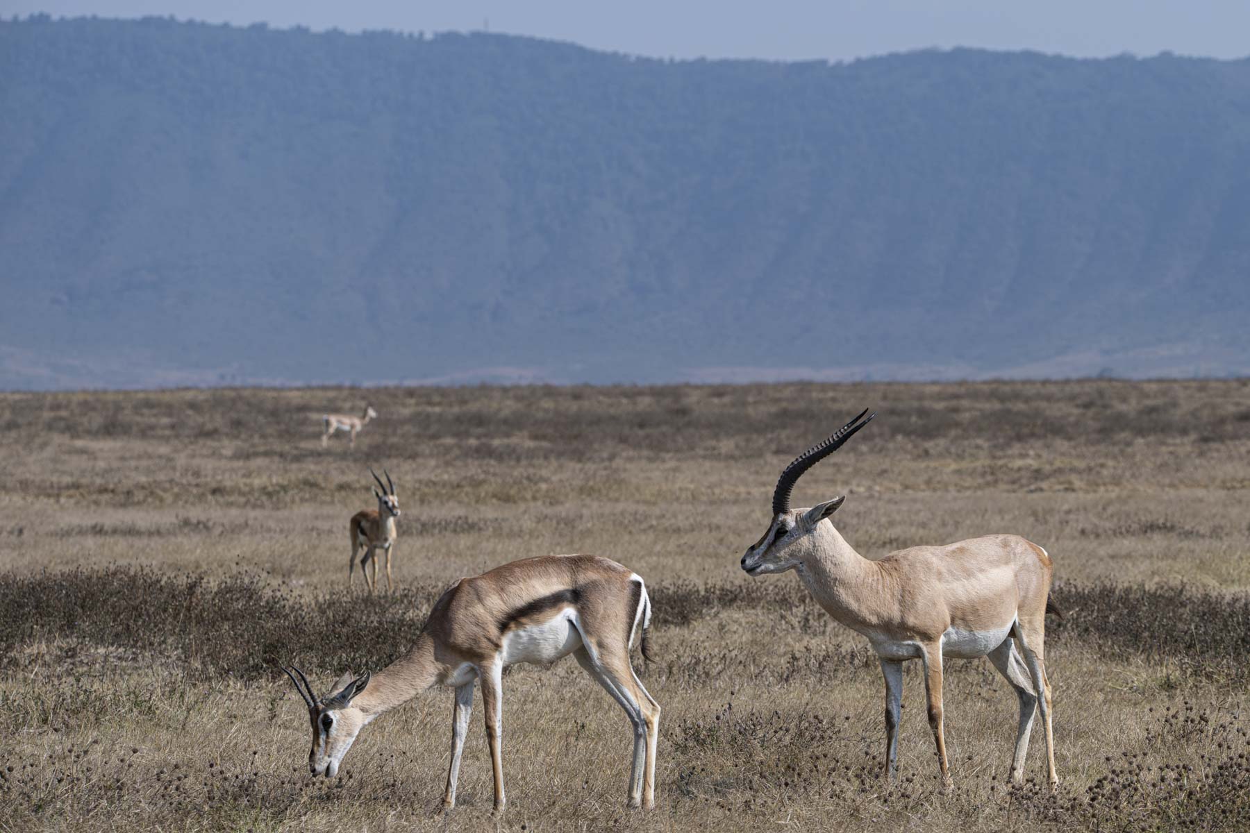 Grazing antelopes
