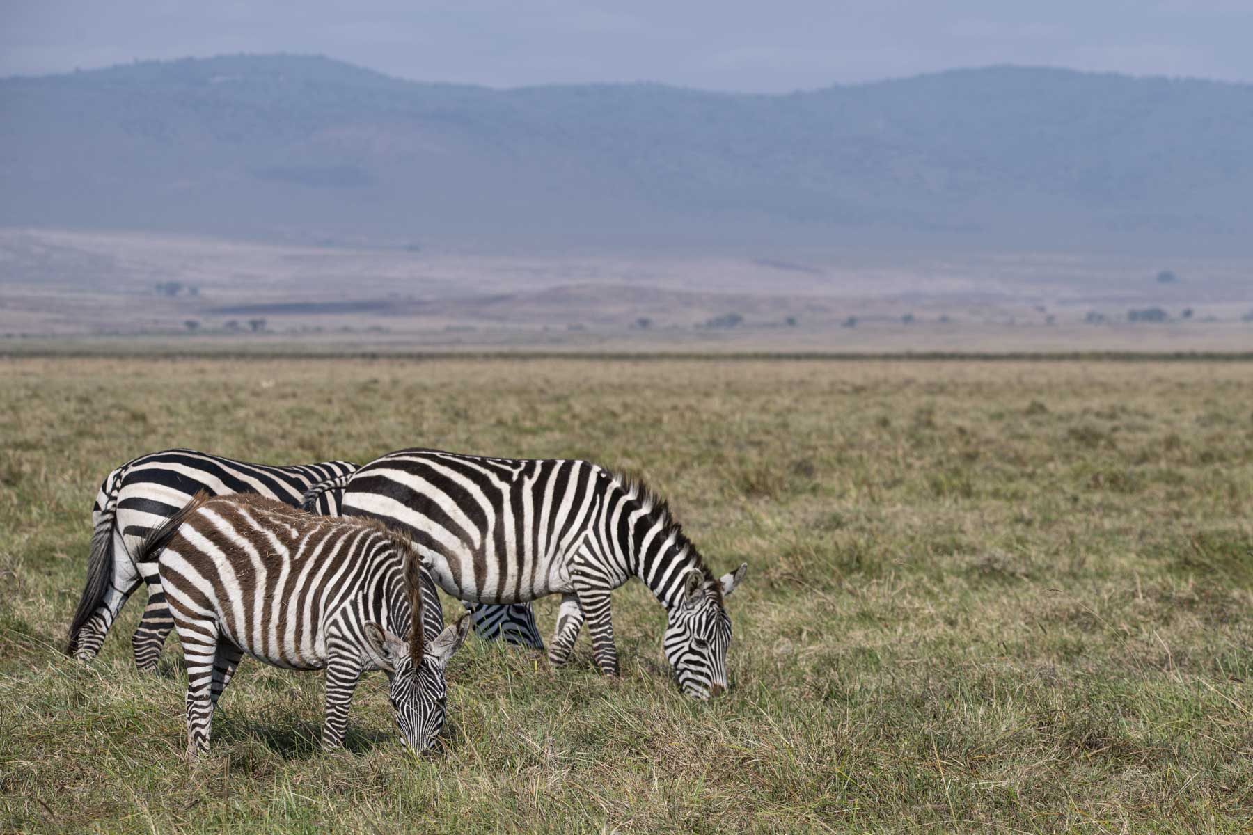 Zebre
