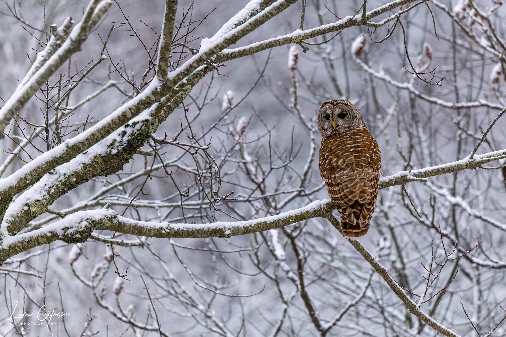 Crossed tawny owl laying