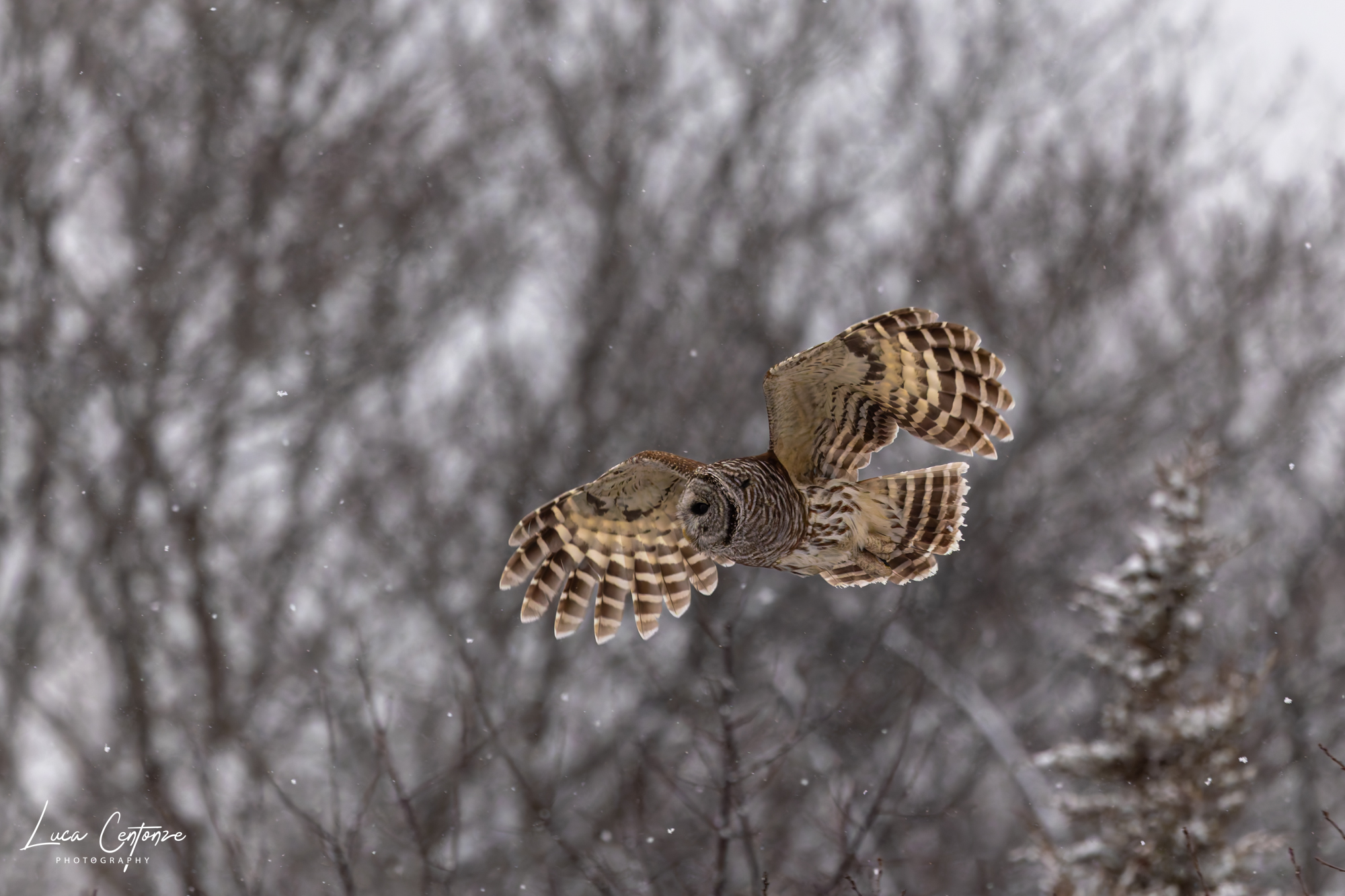 Allocco barrato in volo