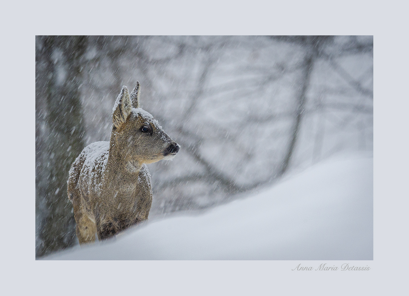 Capriolo Capreolus capreolus