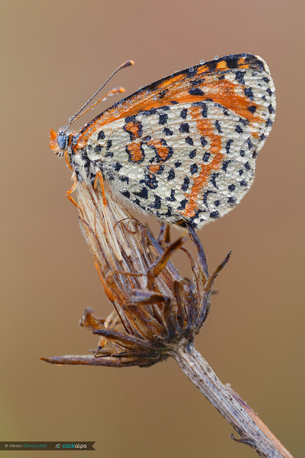 Melitaea didyma