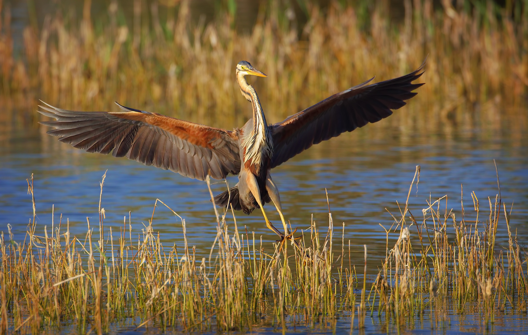 Flaps ( airone rosso )