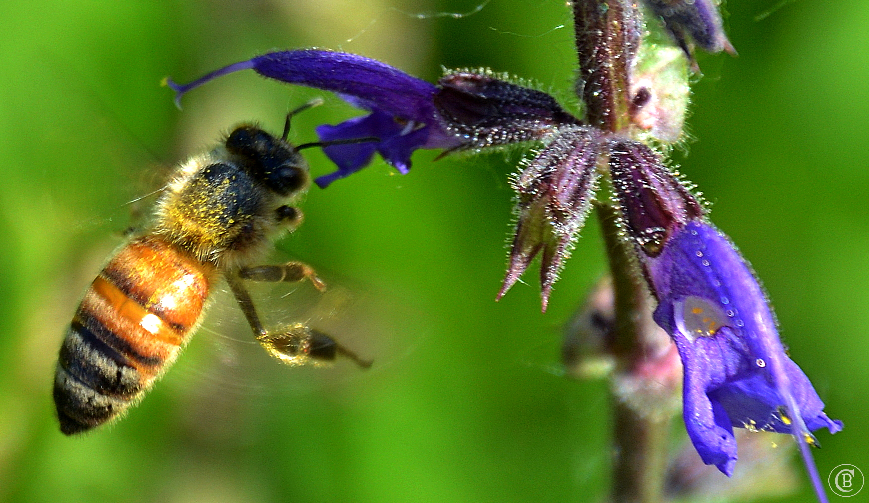 Impollinazione