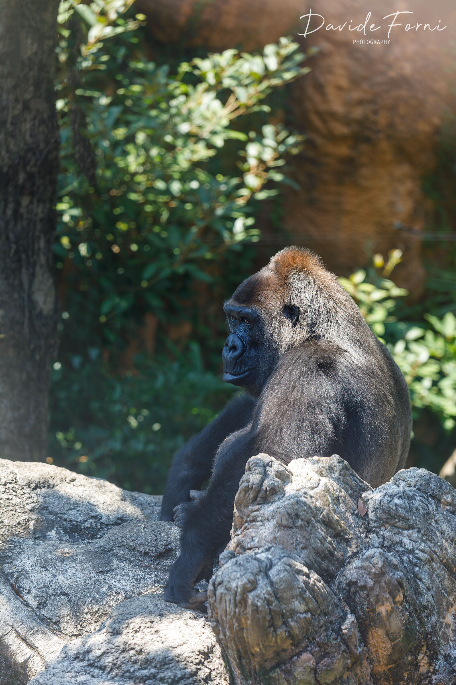 Gorilla ripreso allo Zoo di Ueno