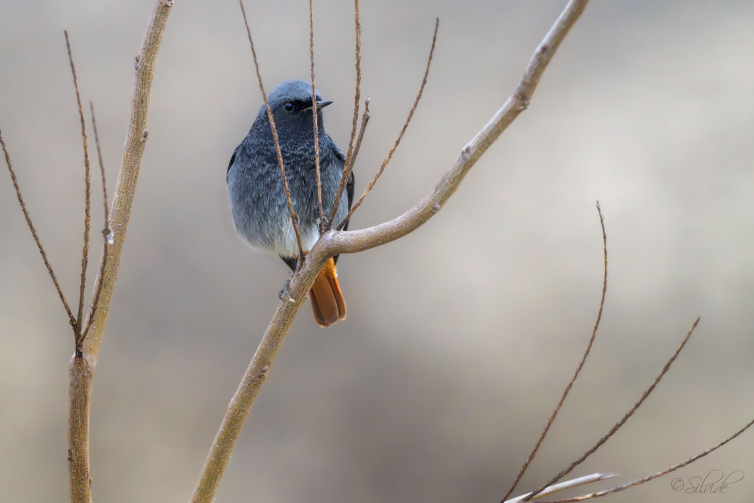 Redstart