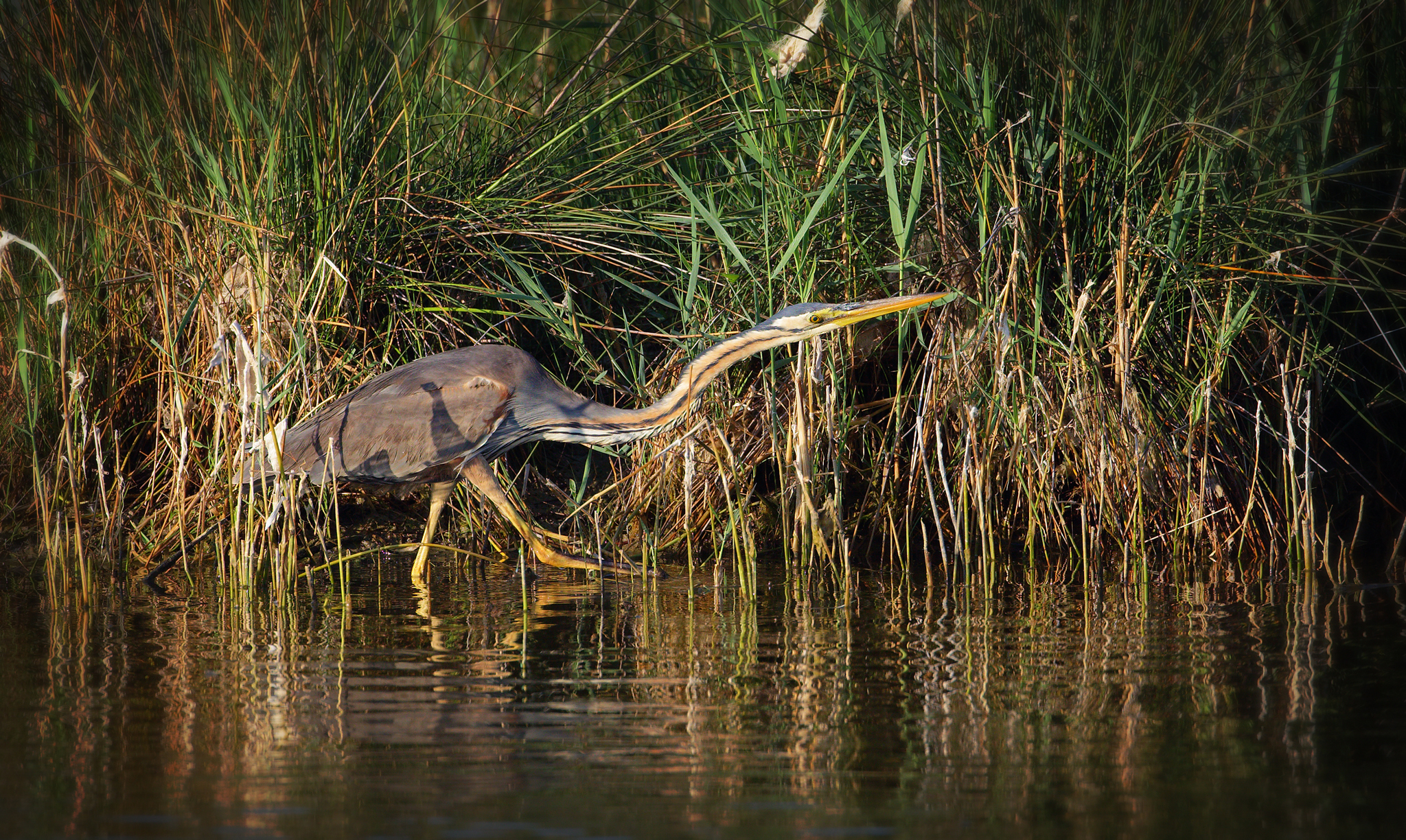 Purple Heron
