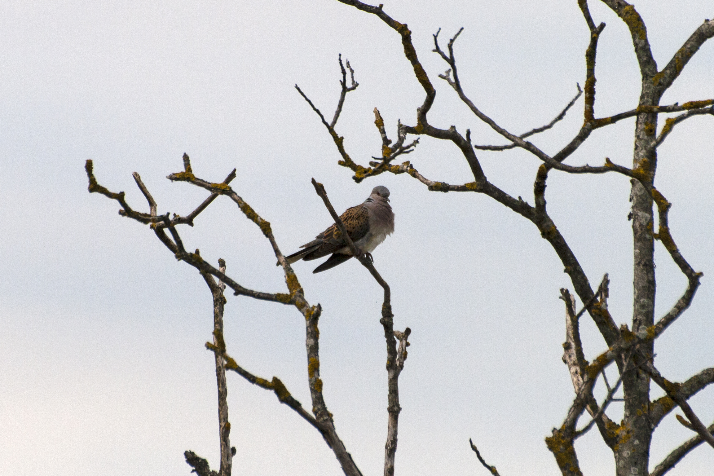 Streptopelia turtur (tortora comune)