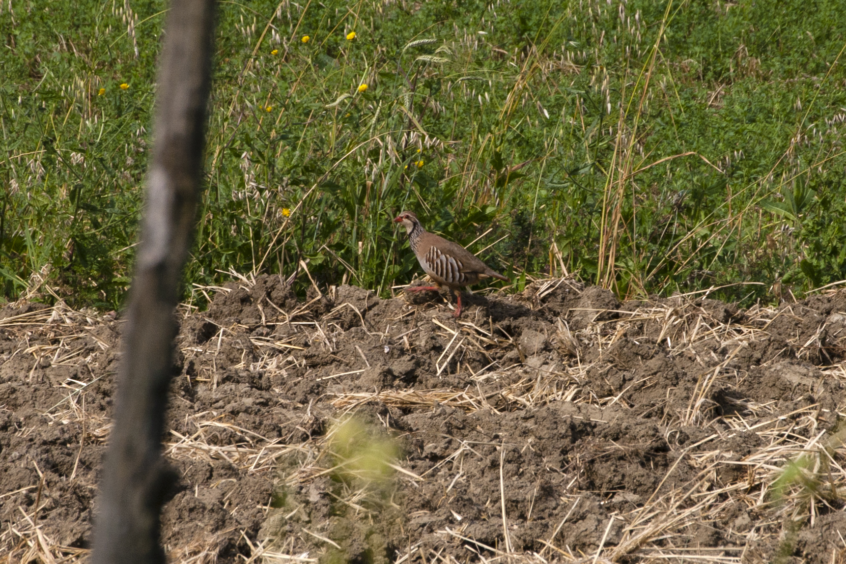 Alectoris rufa (pernice rossa)