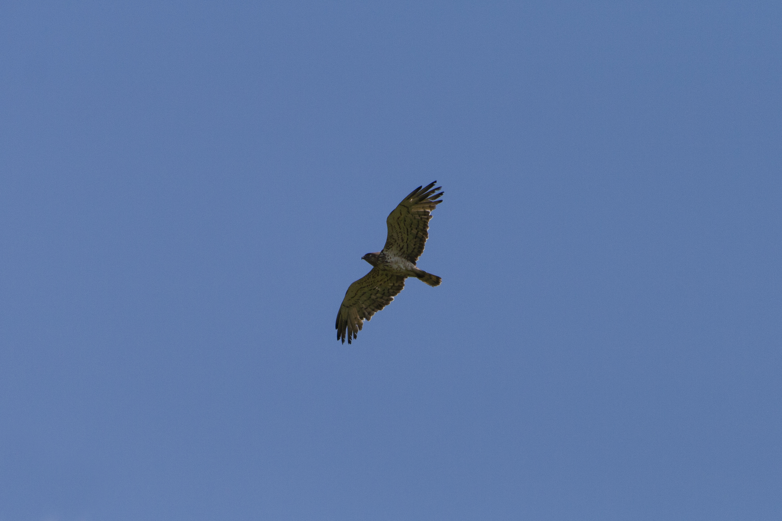 Circaetus gallicus (biancone)