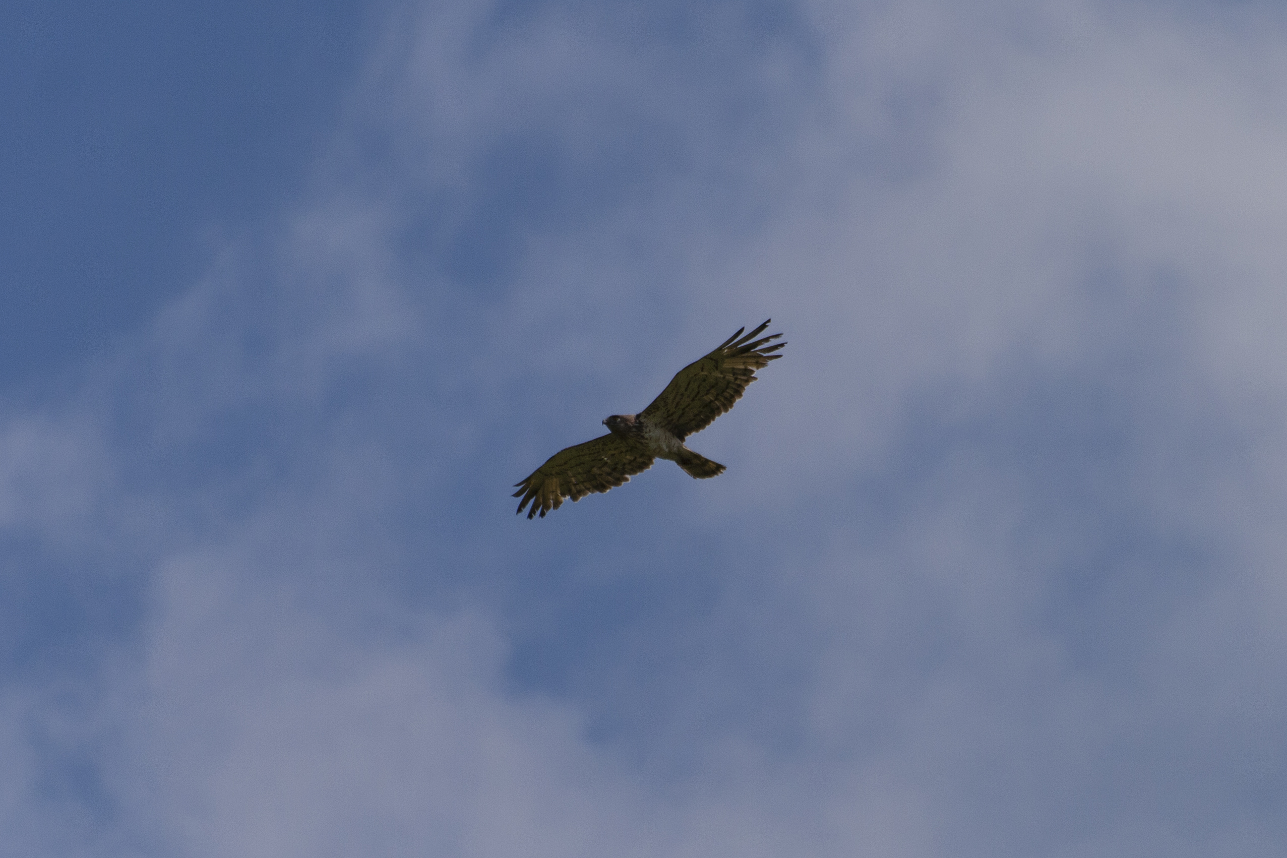 Circaetus gallicus (biancone)