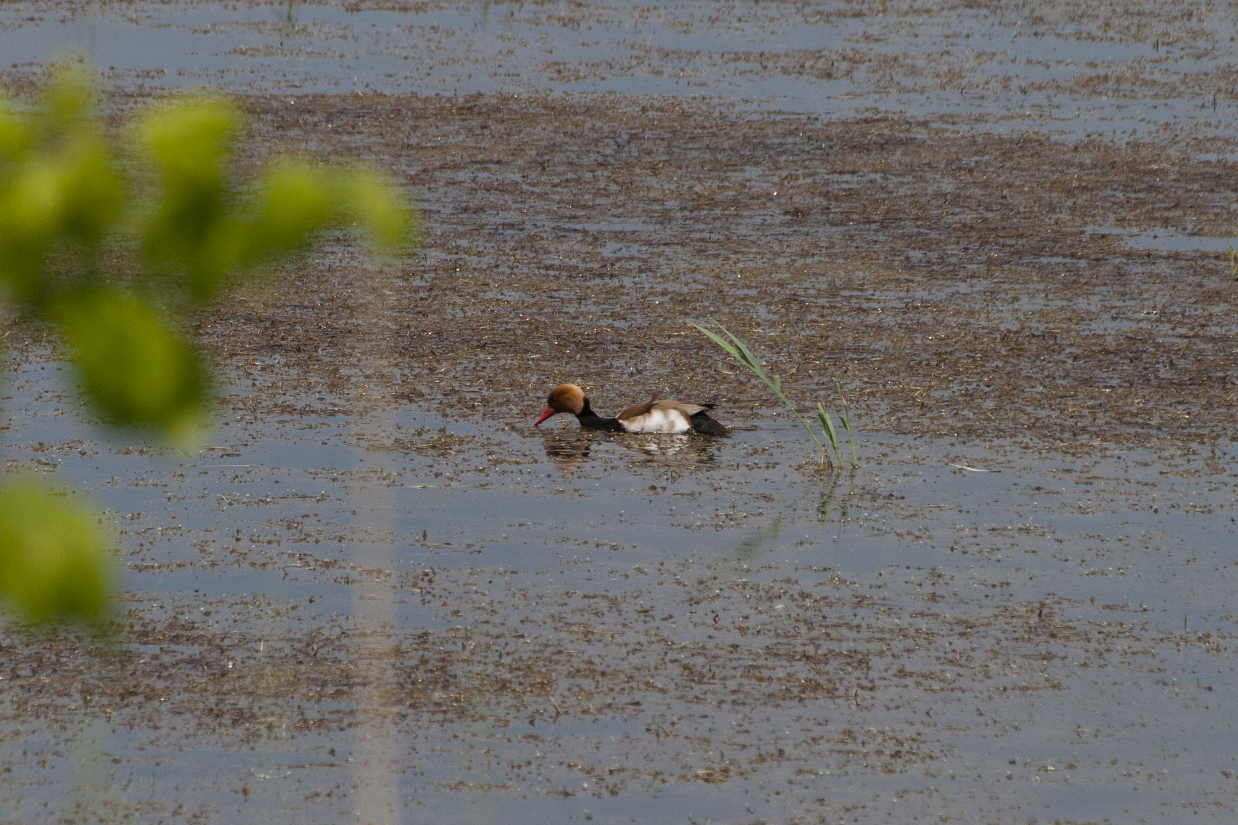 Netta rufina (fistione turco)
