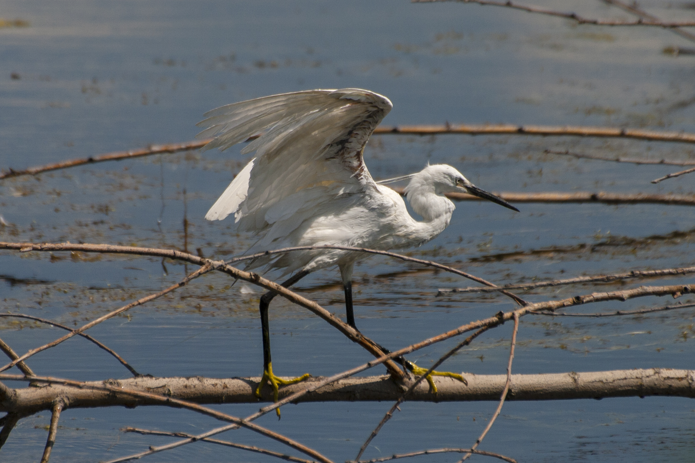 Egretta garzetta (garzetta)