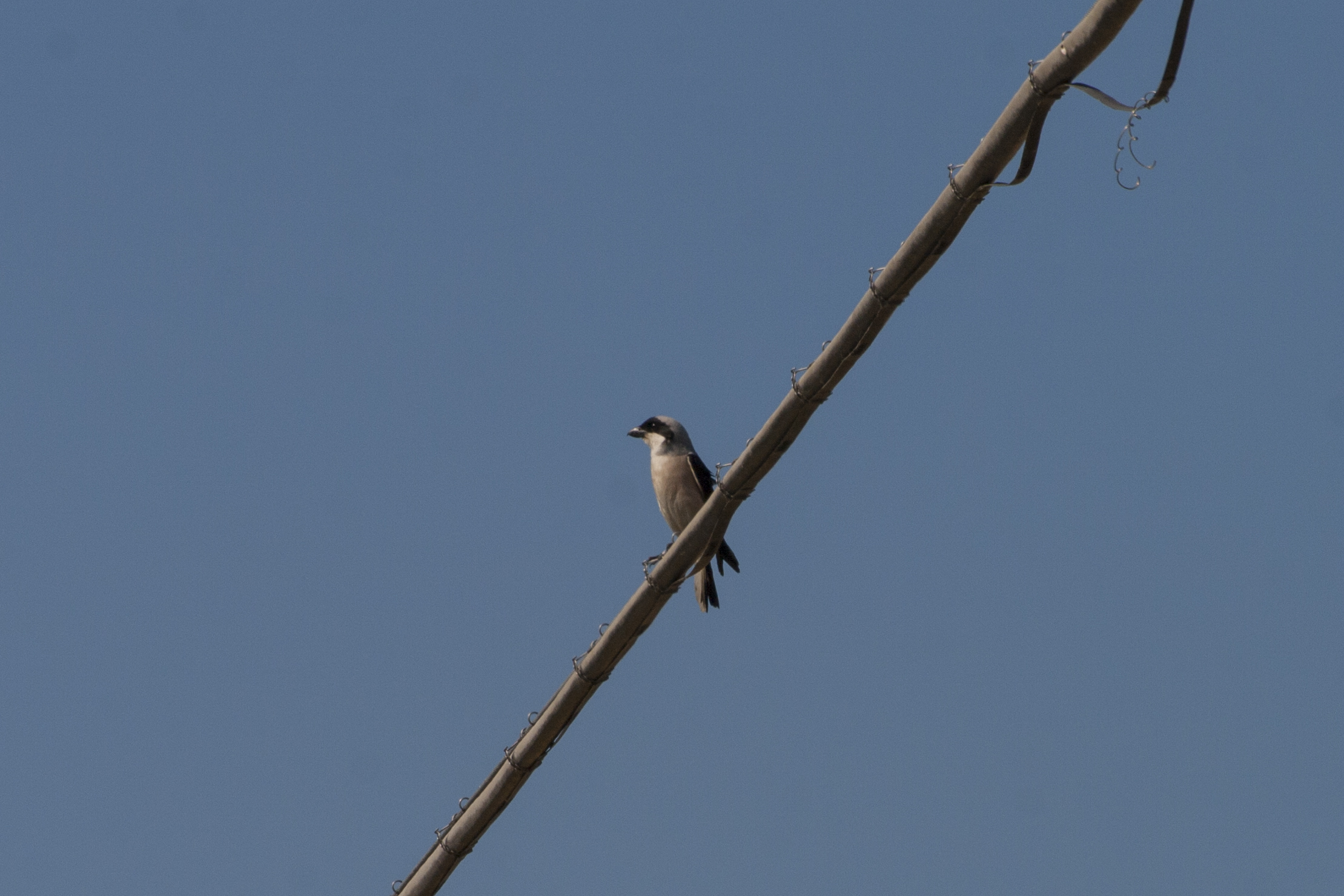 Lanius minor (averla cenerina)