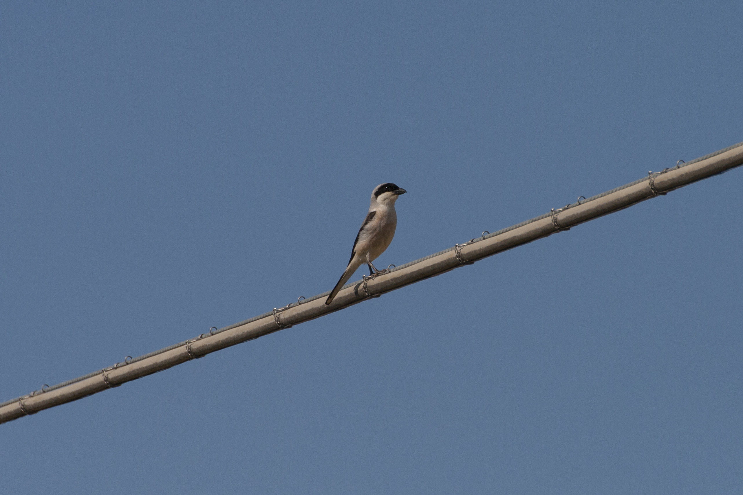 Lanius minor (averla cenerina)