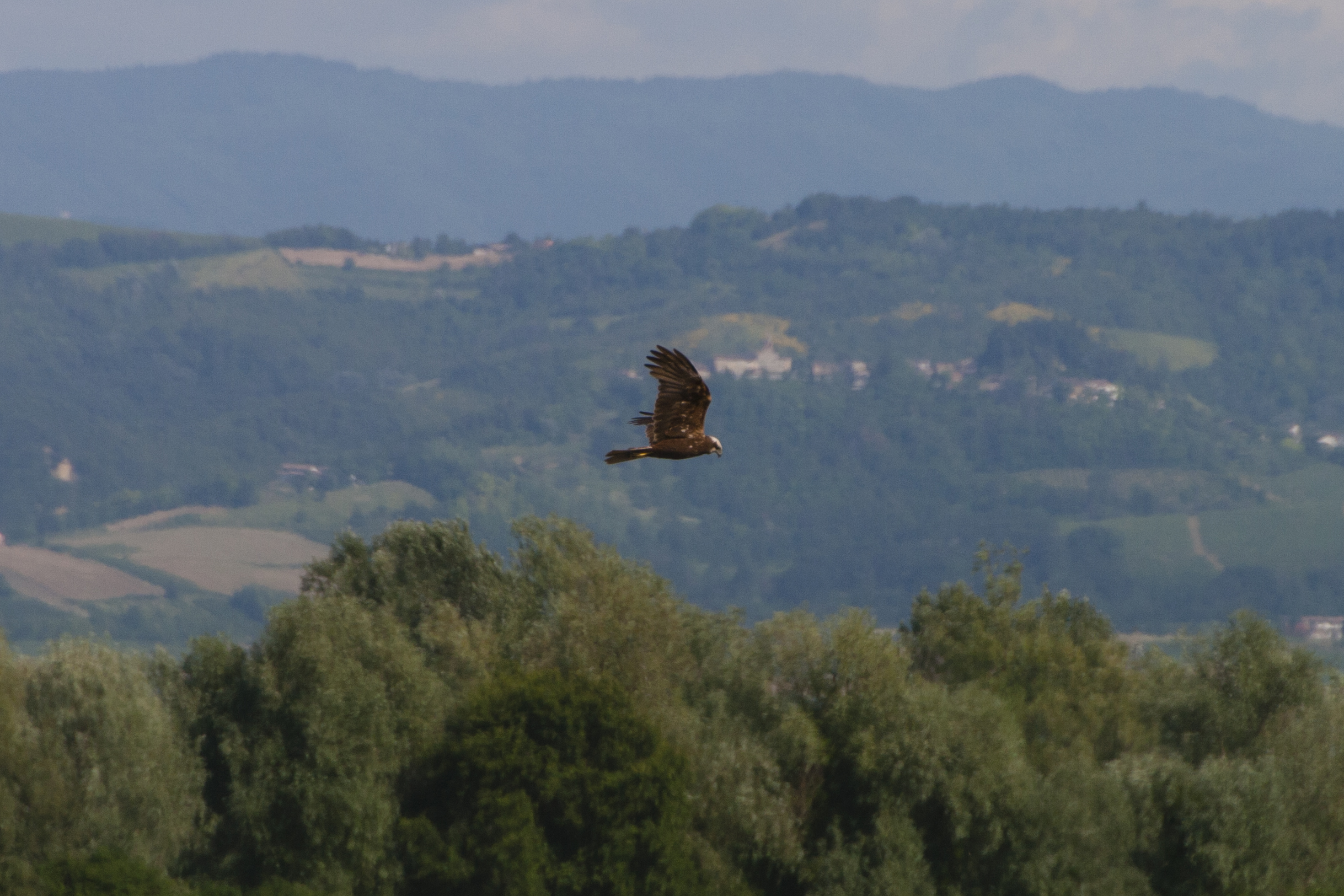 Circus aeruginosus (falco di paulde)
