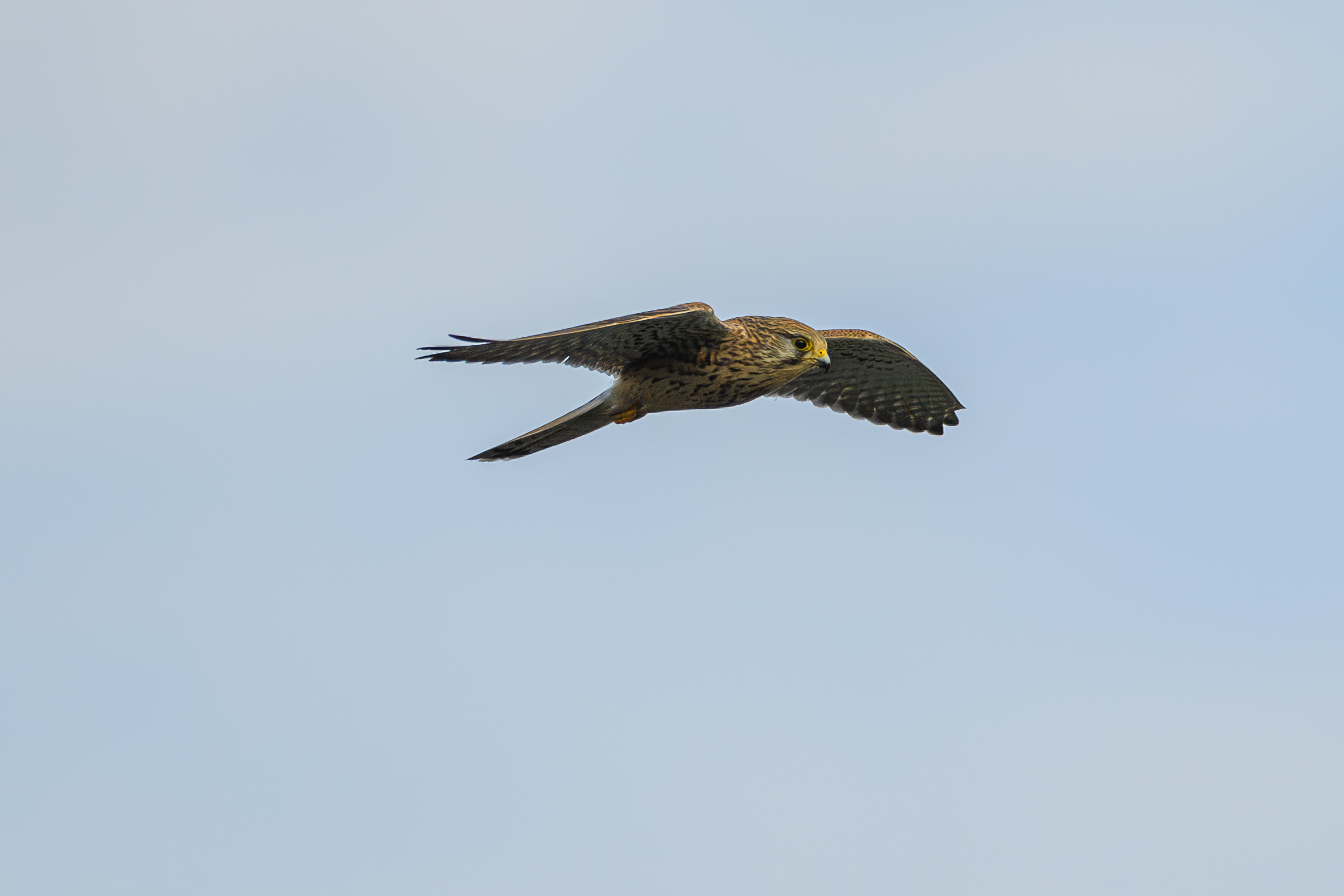 Kestrel