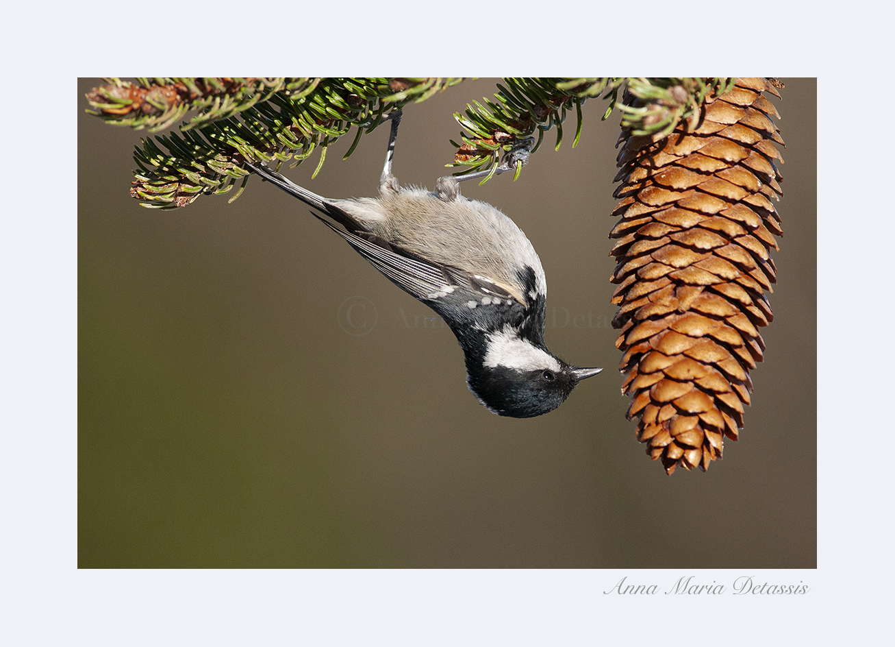 Blackberry Parus ater