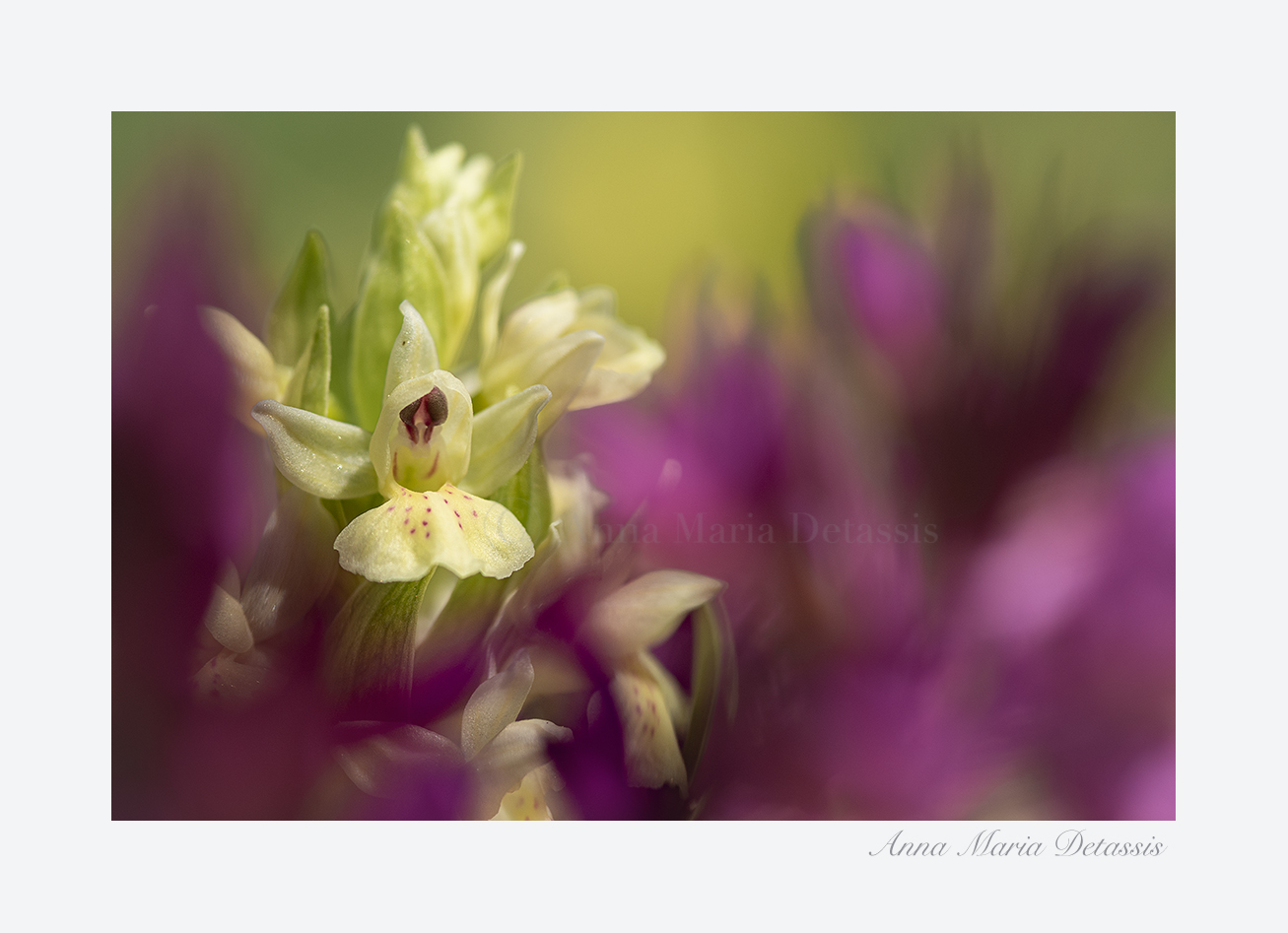 Dactylorhiza sambucina