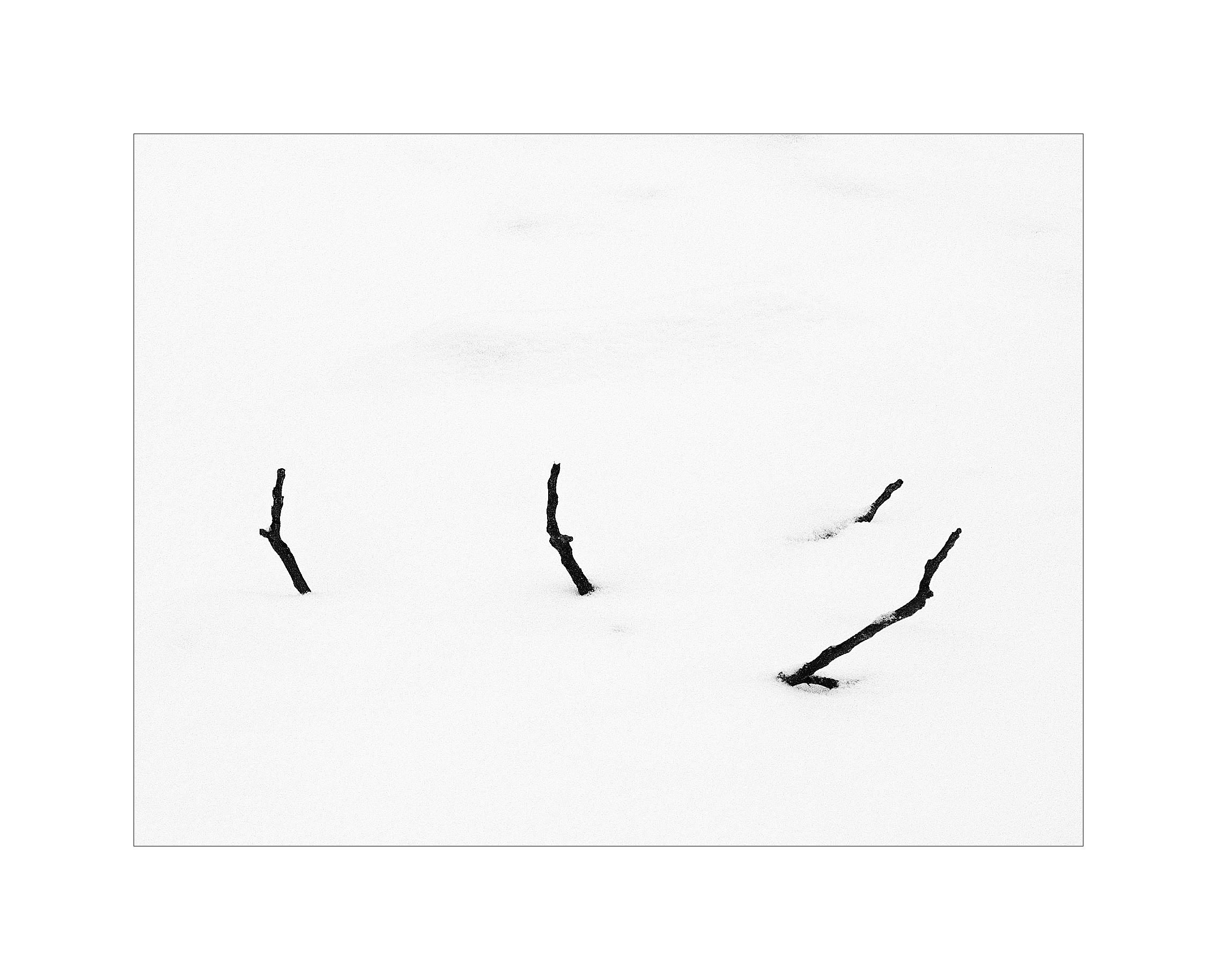 branches in the snow