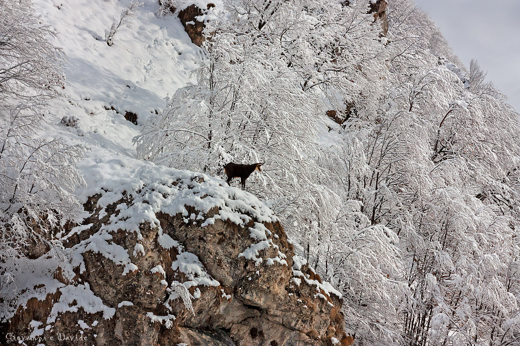 ... The black camouflage...