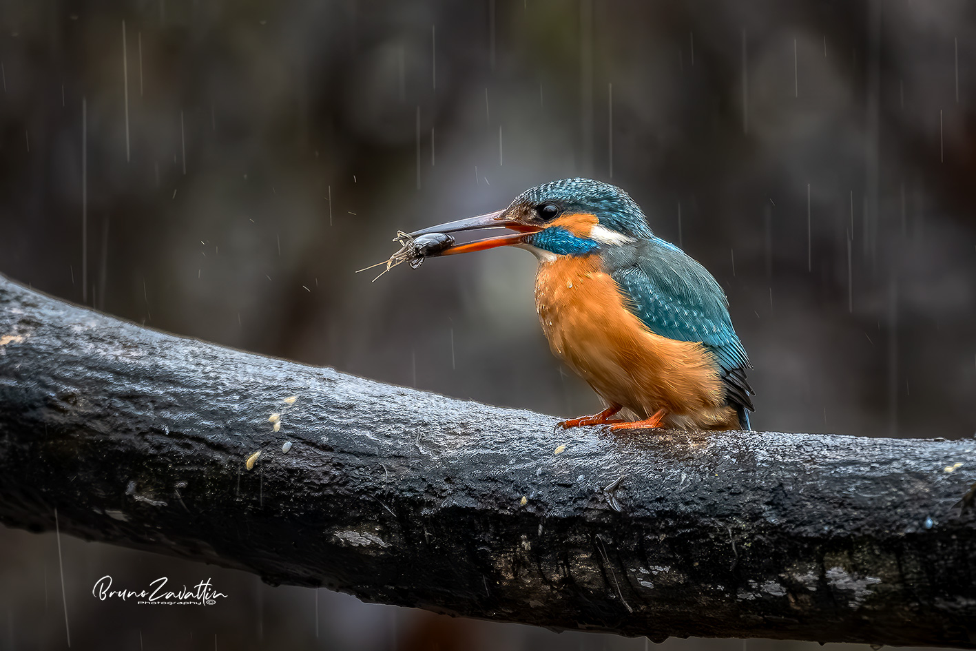 Kingfisher