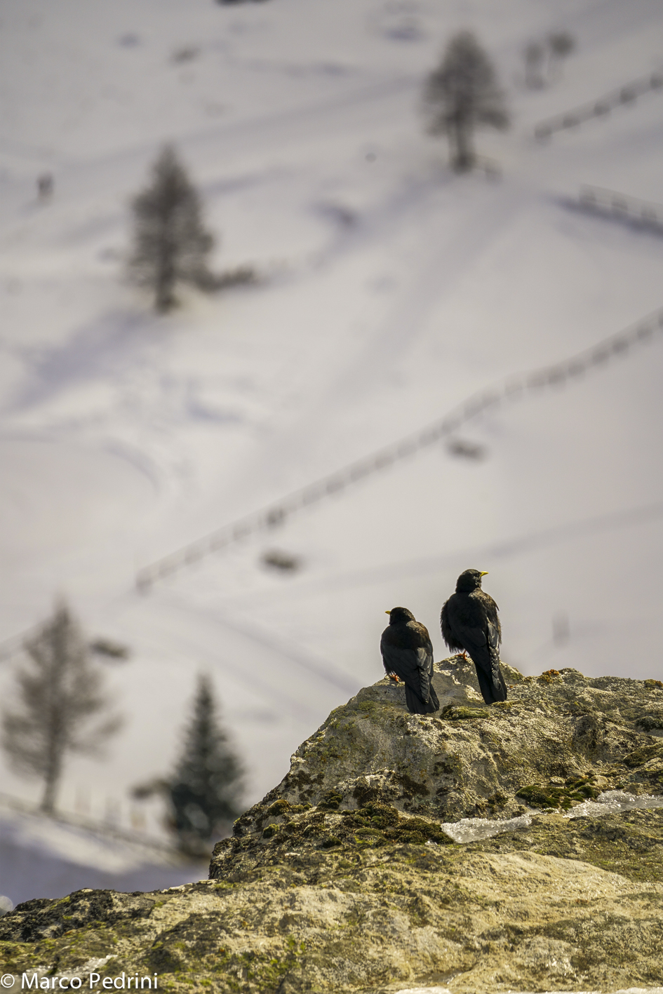 Gracchi Alpini guardano il panorama