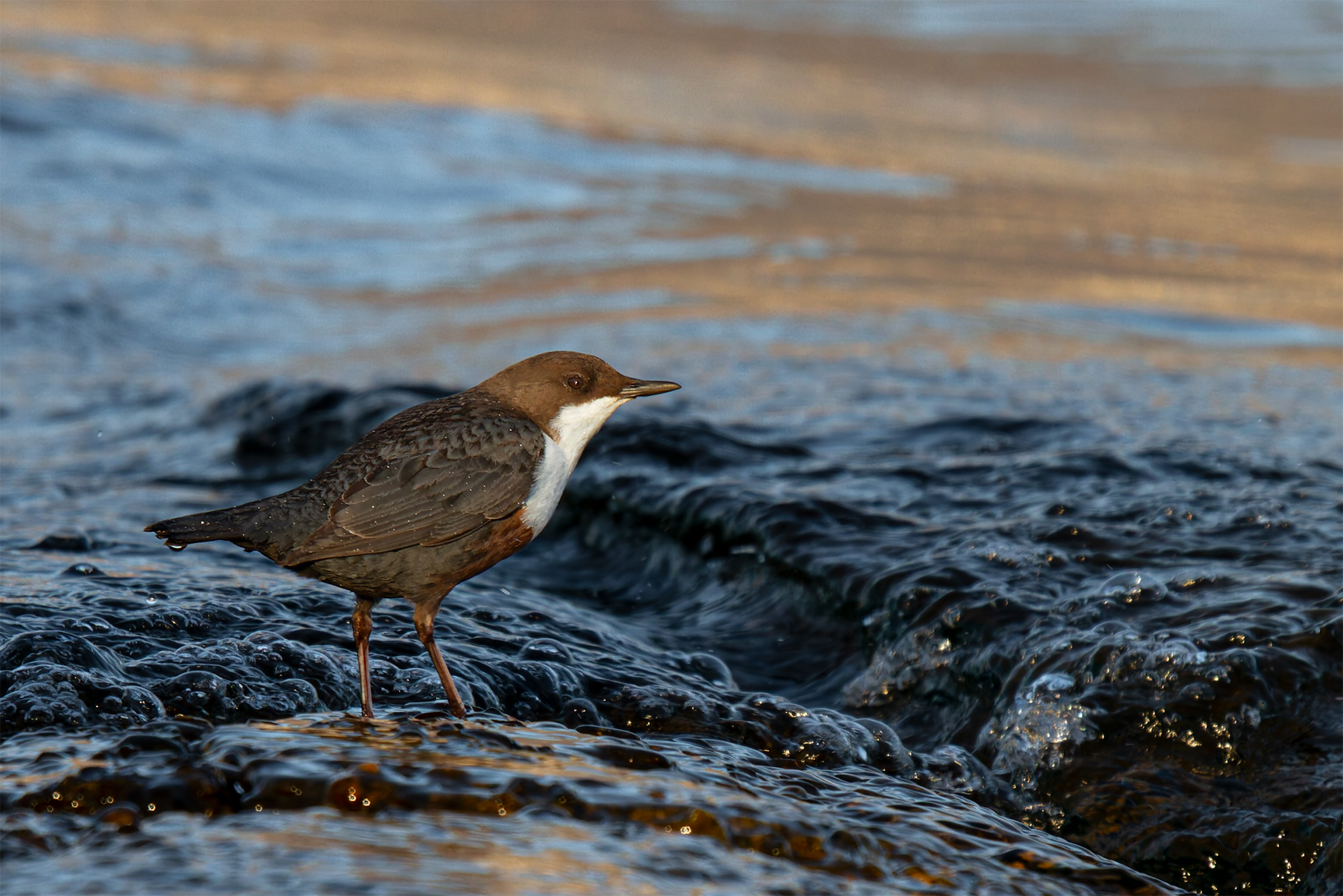 White-throated dipper
