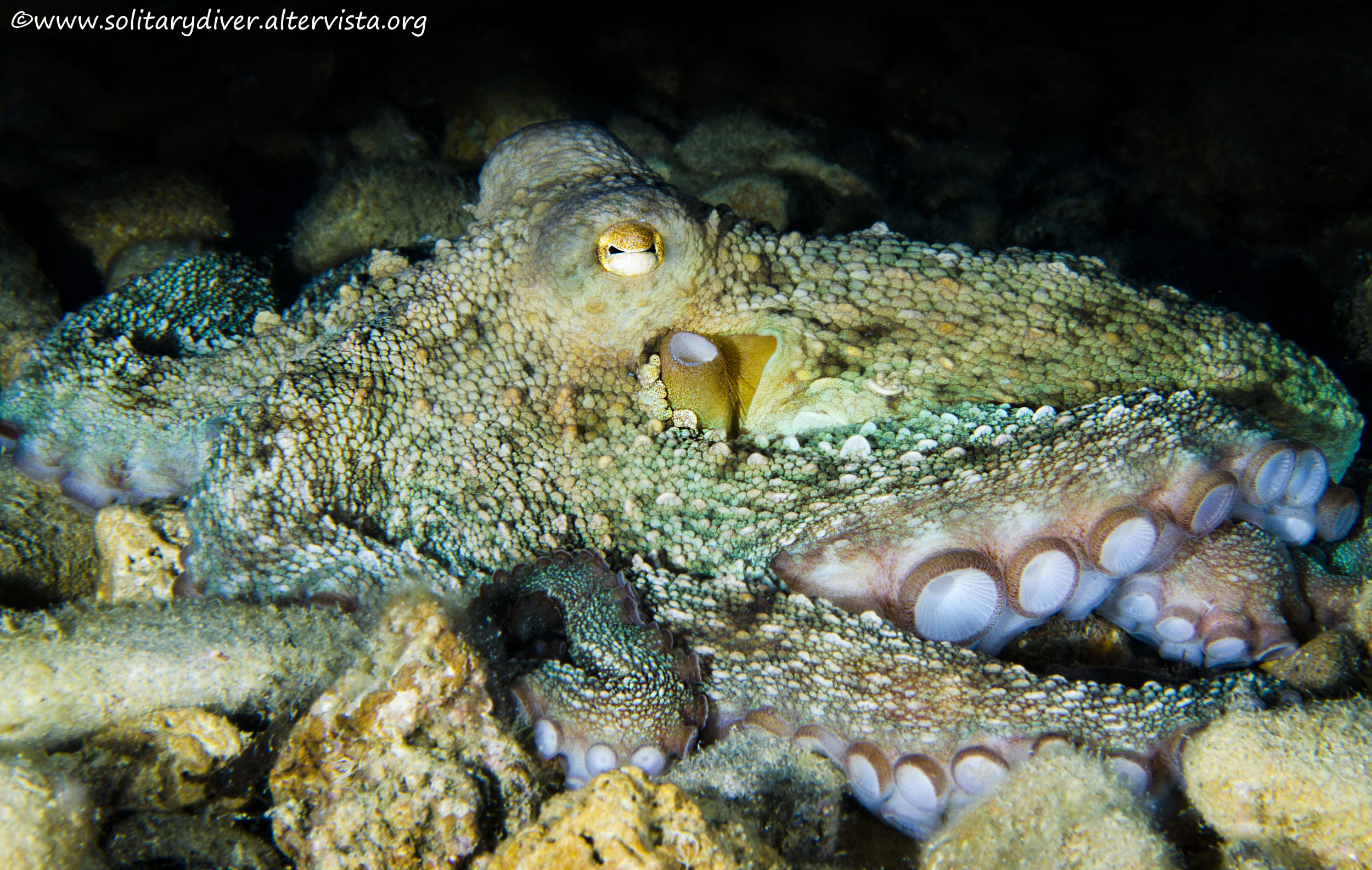 Octopus Vulgaris