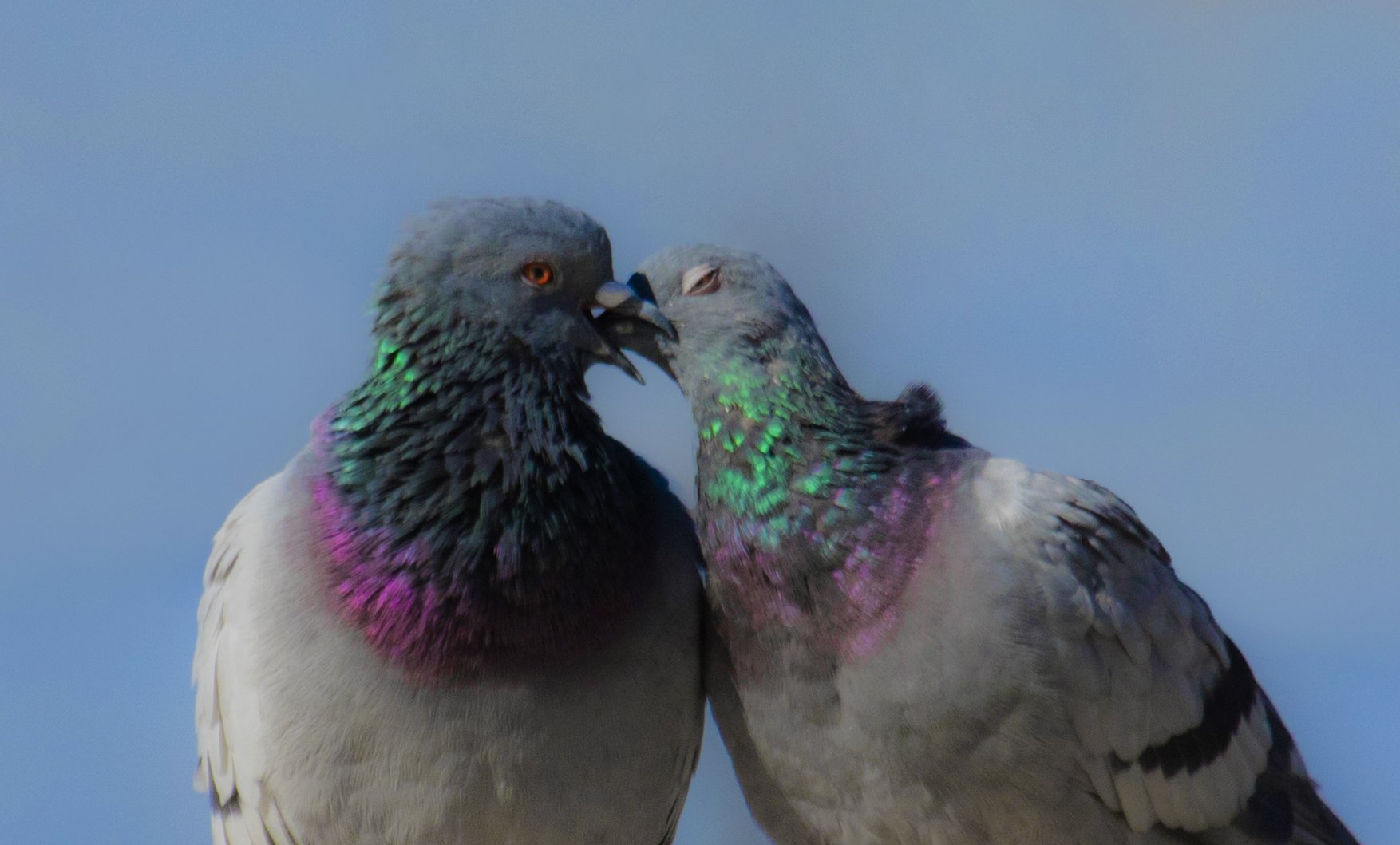 Kiss