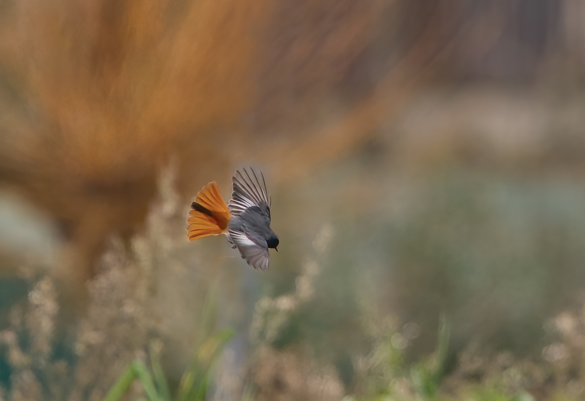 Black redstart