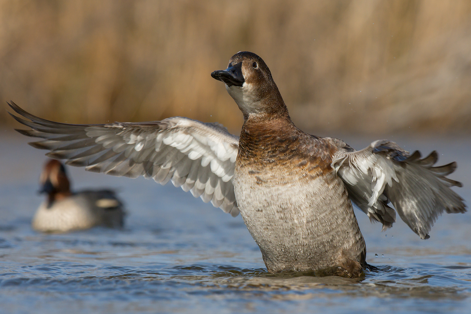 Pochard (female)
