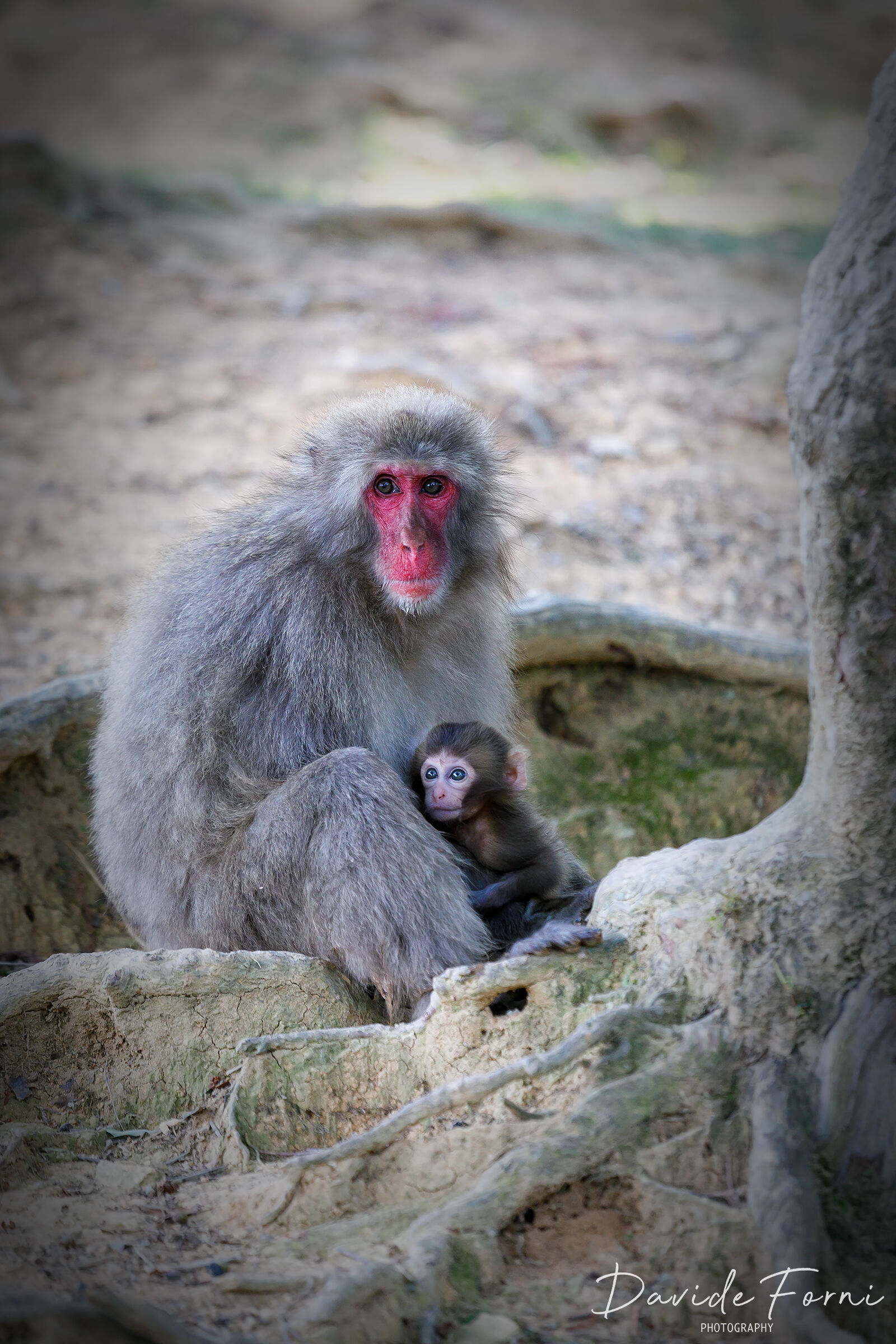 Macaco giapponese con piccolo