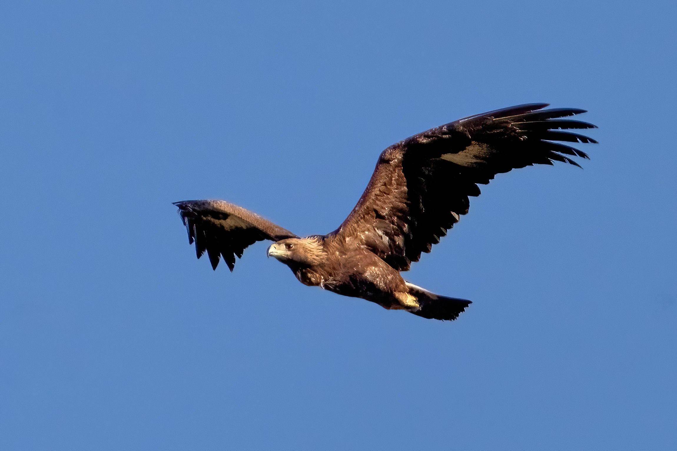 Golden Eagle (Aquila chrysaetos)