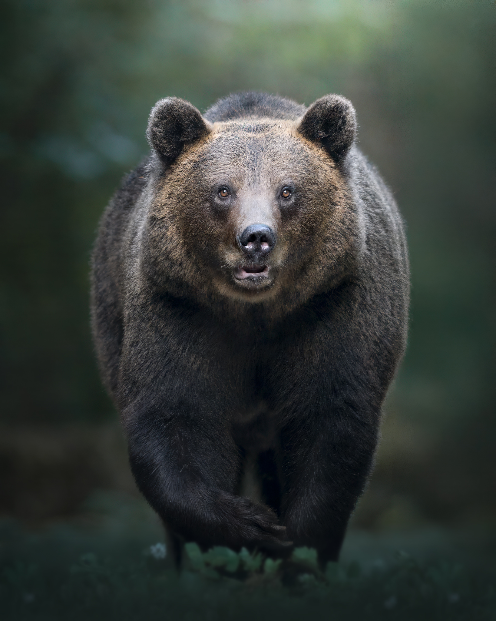 The master of the forest