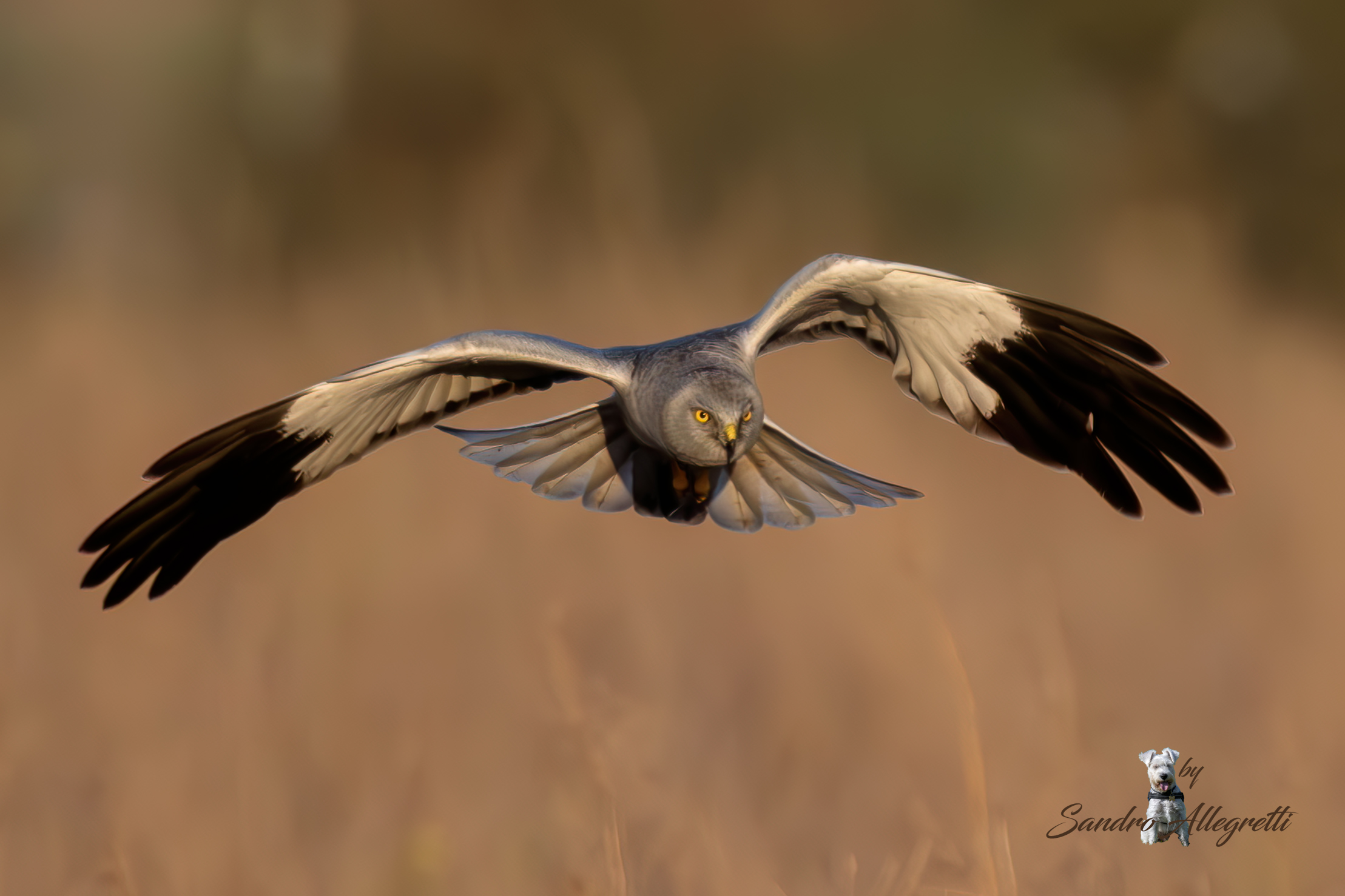 L'albanella reale (Circus cyaneus)